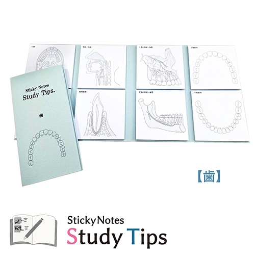#紙季彩々-shikisaisai- 付箋 Sticky Notes Study Tips 8design･20Sheet 歯 FS-SST011
