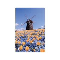 #いろは出版 季節ポストカード 日本の絶景ポストカード春 定型サイズ 花博記念公園鶴見緑地 JPC-95