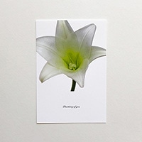#スコープ カード ポストカード Flower  ユリ 04265