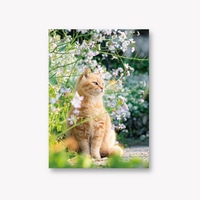 #イーズプロダクツ ポストカード 島猫フォトポストカード  春の花 PN1295