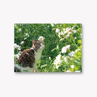 #イーズプロダクツ ポストカード 島猫フォトポストカード  花咲く季節 PN1296