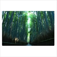 #いろは出版 季節ポストカード 日本の絶景ポストカード夏 定型サイズ 嵯峨野の竹林 JPC-05