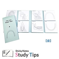 #紙季彩々-shikisaisai- 付箋 Sticky Notes Study Tips 8design･20Sheet 歯 FS-SST011