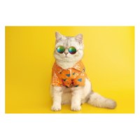 #フロンティア ポストカード サマーポストカード ネコ オレンジシャツ   PCR-147