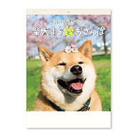 #新日本カレンダー 2026年度版カレンダー 壁掛　柴犬まるとおさんぽ   NK8035_26
