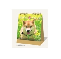 #新日本カレンダー 2027年度カレンダー 柴犬まるとおさんぽ（卓上）   NK-8529_27