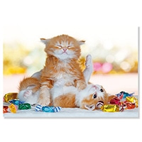 #アクティブコーポレーション カード ネコポストカード  じゃれる茶猫 M08-PB-564