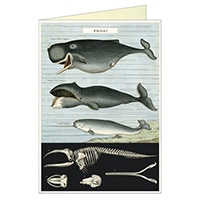 #銀座吉田 カード グリーティングカード  クジラ 44-194